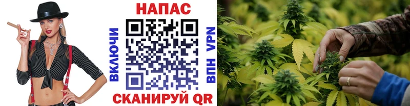 Бошки марихуана конопля  где продают   Новороссийск 
